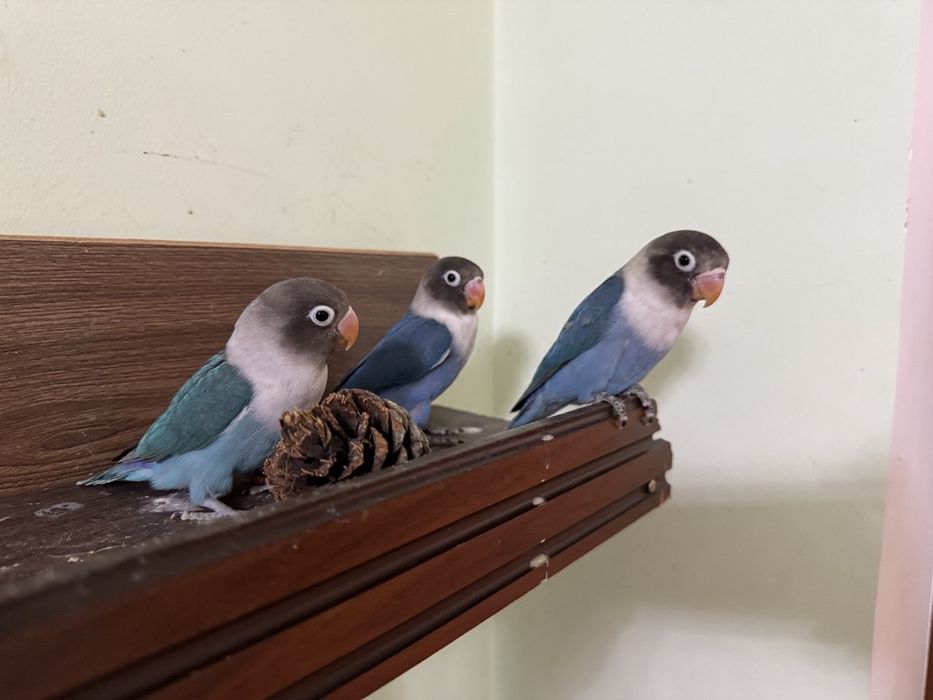 Неразлучник маска