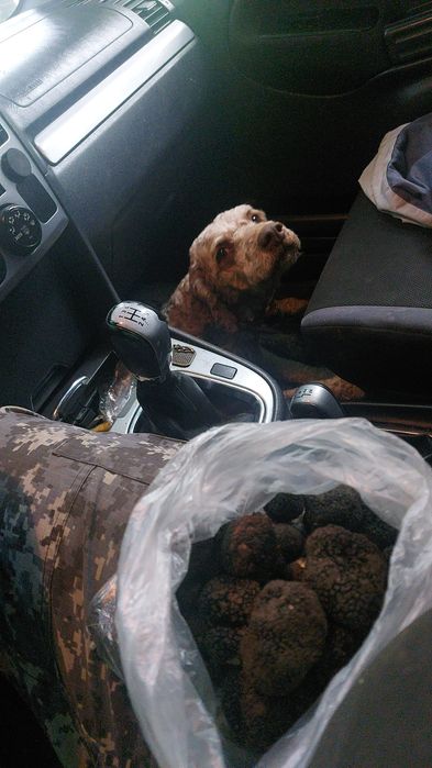 Trufe proaspete fresh parfumate savuroase