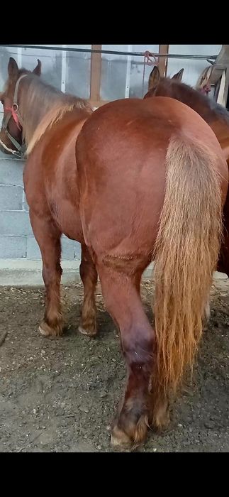 Cal castrat de 4 ani