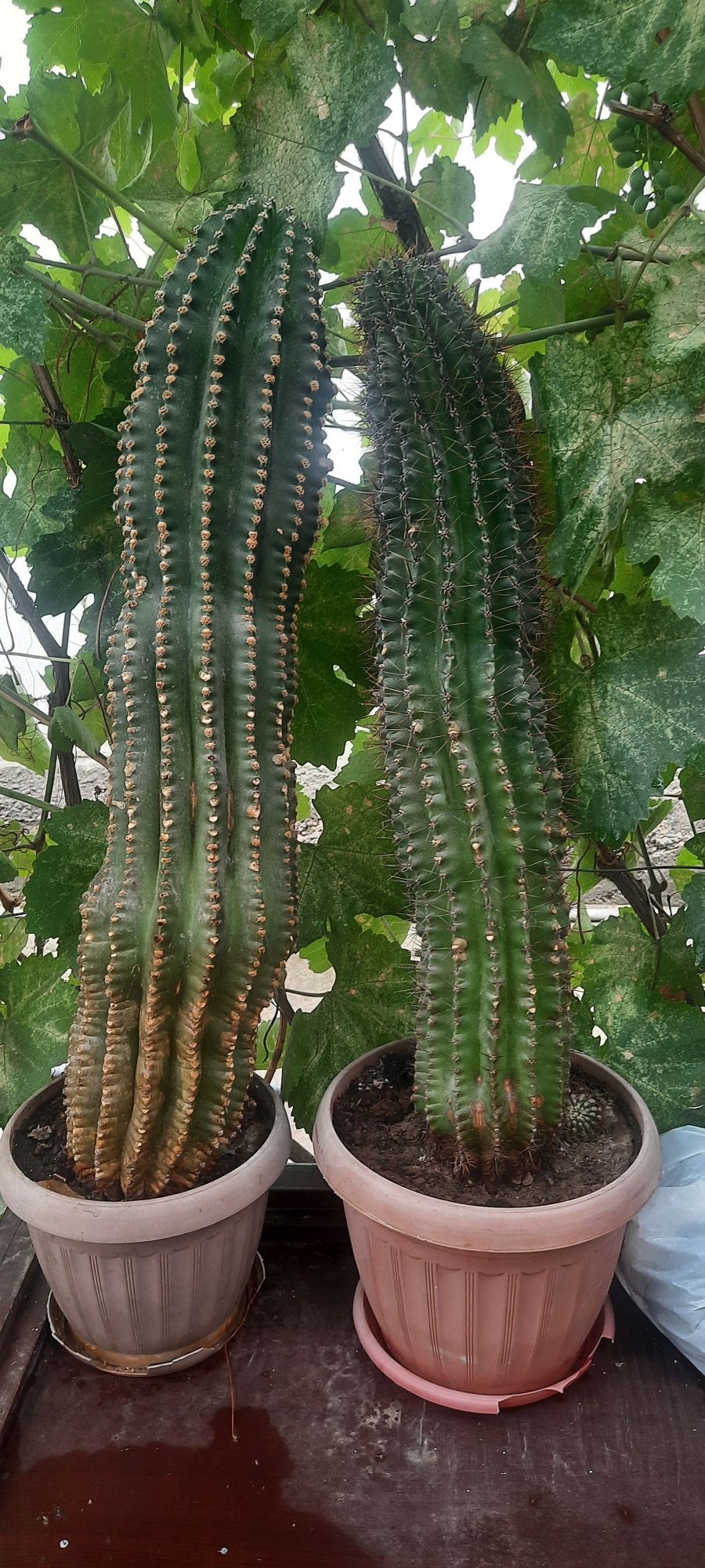 Кактусы многолетние