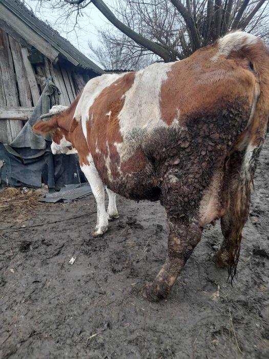 Vând vacă gestantă