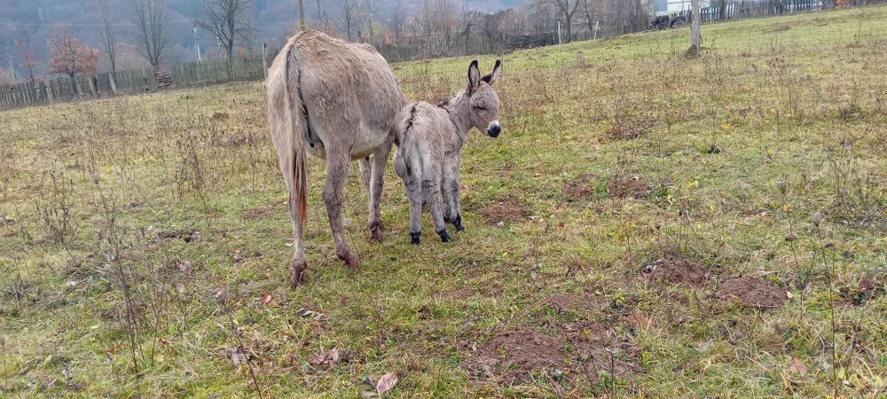 Magarita cu pui mic mascul