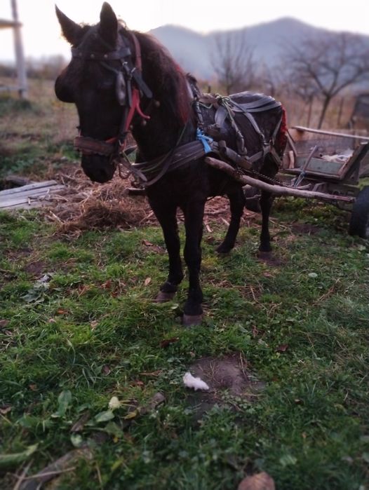 Vand Sau schimb call castrat cuminte si garantat