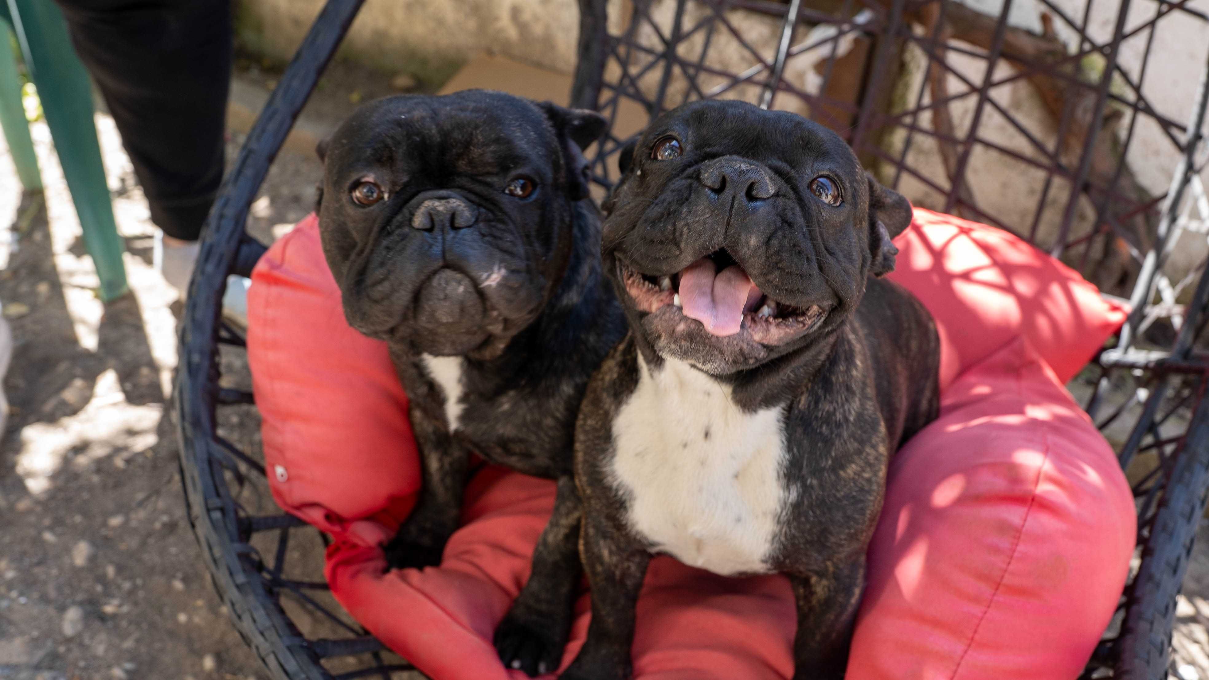 Bulldog Francez, 1 an, baiat si fata