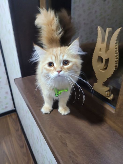 Hadiyaga zotdor mushuk