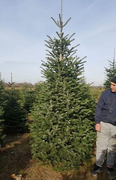 Brazi argintii/verzi la preț minim garantat, Plante ornamentale