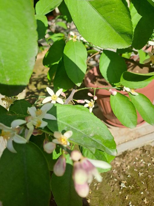 Limon daraxti sotiladi