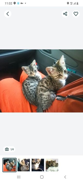 Котёнок котята кошка кот питомец бесплатно