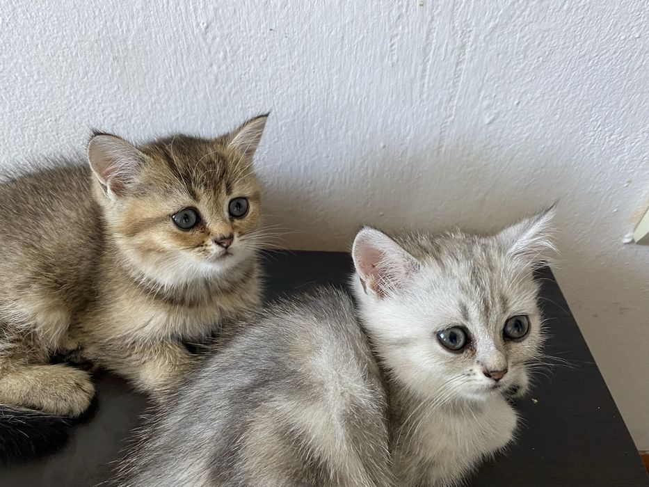 Британски късокосмести котета