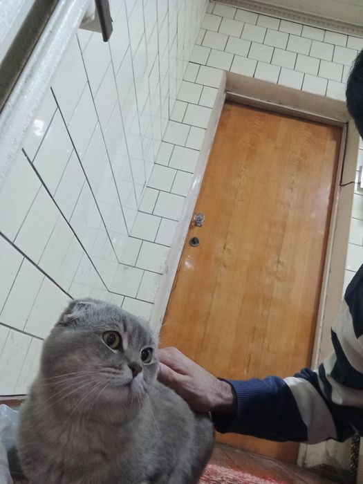 СОТИЛМАЙДИ Насл олиш учун Киз мушук керак