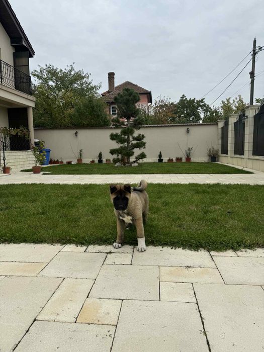Akita American 4 luni