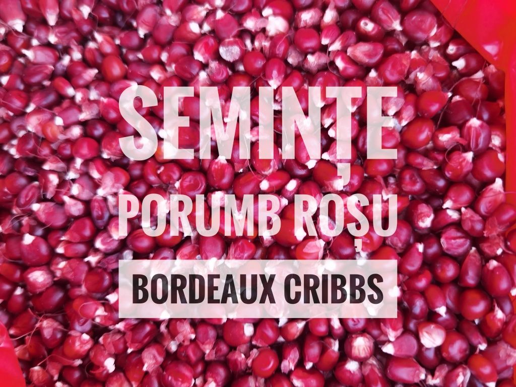 ‼️#️⃣‼️Semințe Porumb Roșu Certificat Bordeaux Cribs cu bobul mic‼️*️⃣