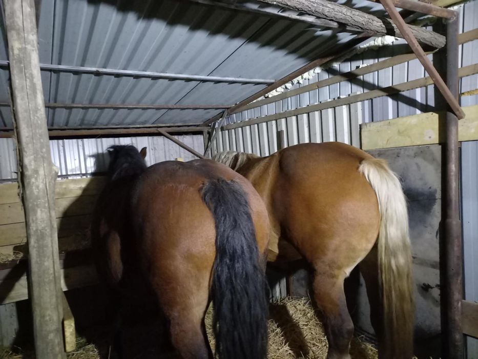 Vand 2 iepe gestante blande