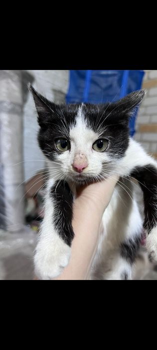 Отдам котенка девочка