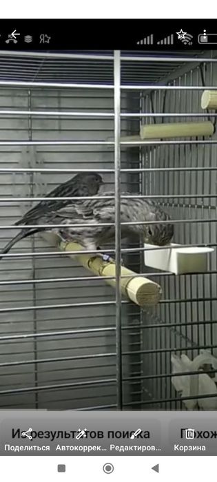 Медово ореховые конфеты для иммунитета