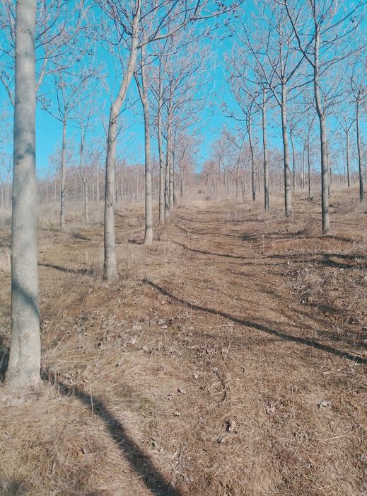 Paulownia de vanzare
