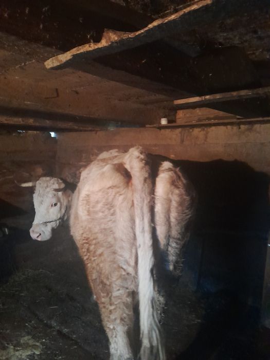 Vând vacă de 6 ani