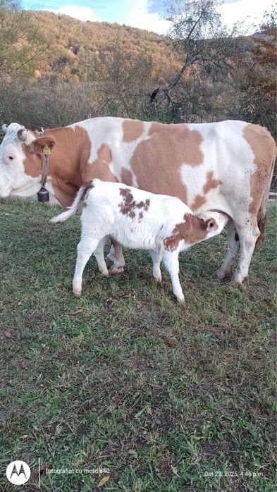 Vand vaca cu vitea - Baltata Romaneasca