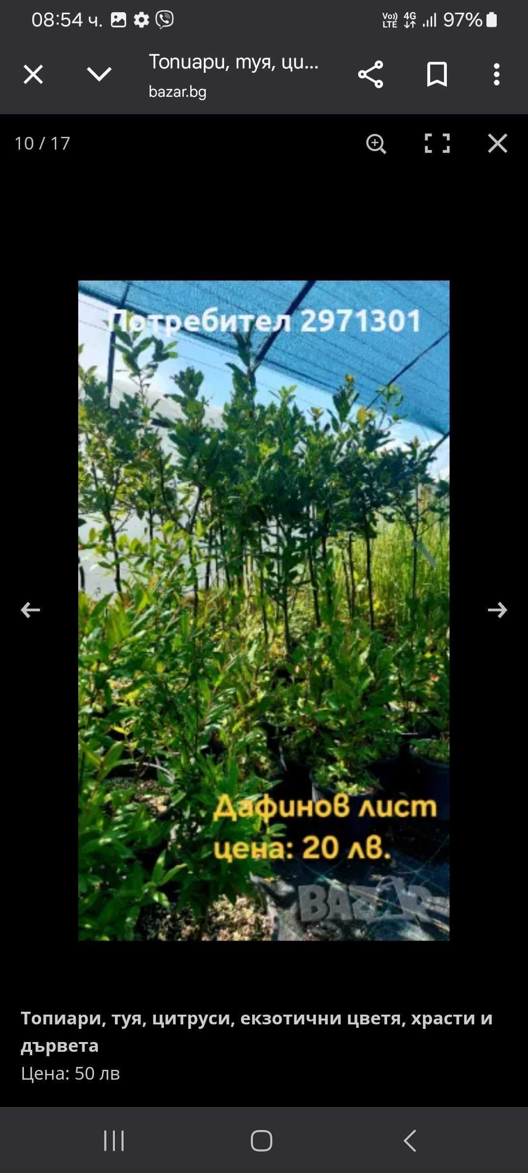 Лимон, кумкуат, портокал, мандарина, топиари,дървета и храсти