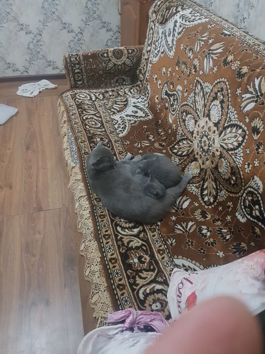 Котята веслоухие шотландцы