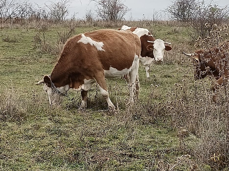 Vînd 3 vaci cu viței fătate recent