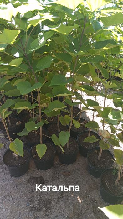 Продам саженцы КАТАЛЬПЫ