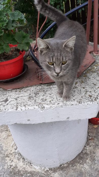 Pisica pentru adoptie