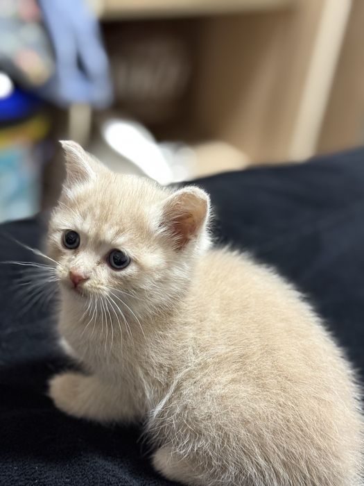 Скотиш фолд и страйт 2 месяца мальчики