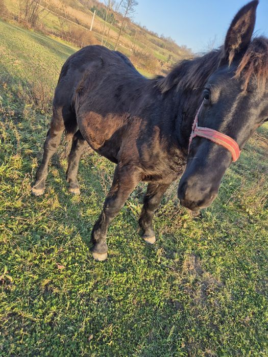 Vând manz de 8 luni