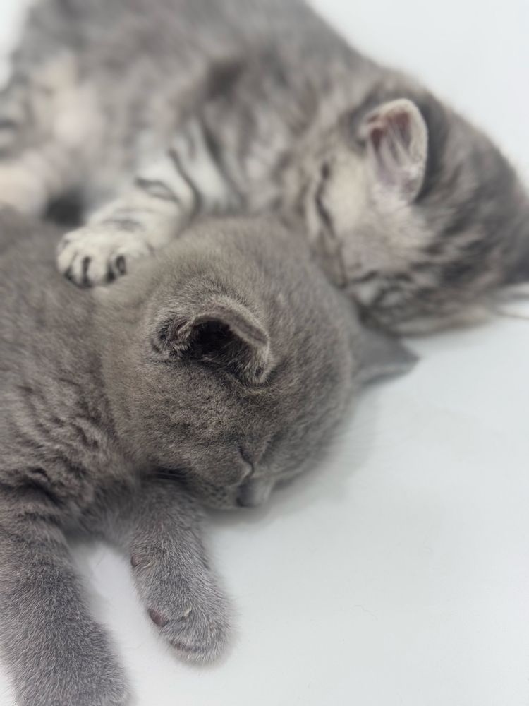 Пародистые котята