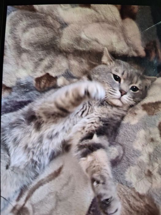 Короткошерстный британец