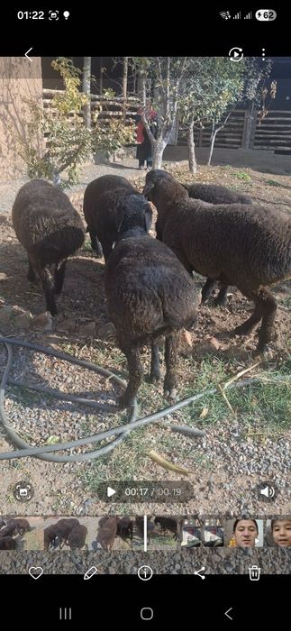 Жайдари уйда узимиз боккан кучкорла