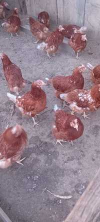 Vând găini ouatoare