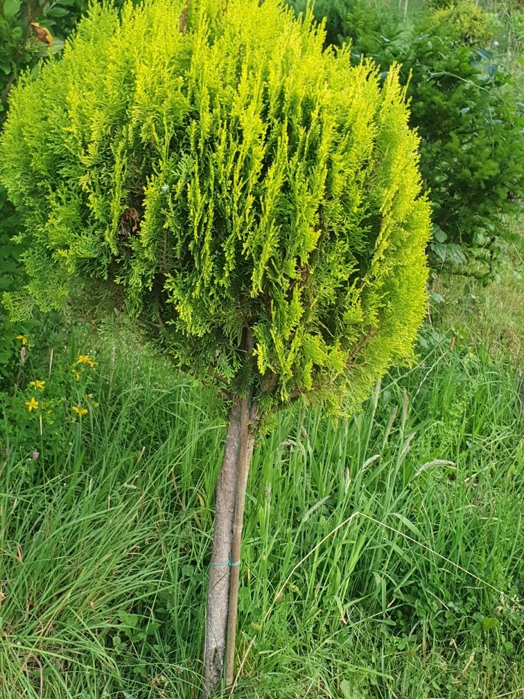 Gazon  rulou si plante ornamentale