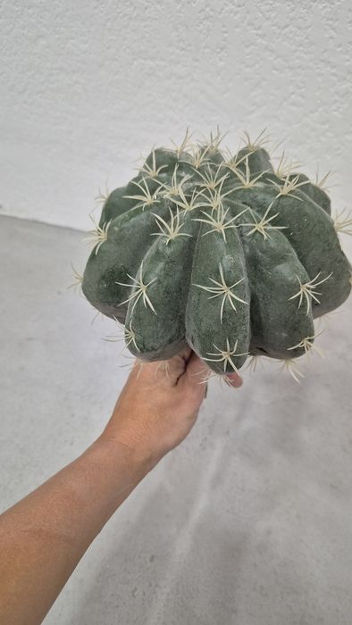 Искусственные цветы. Кактусы