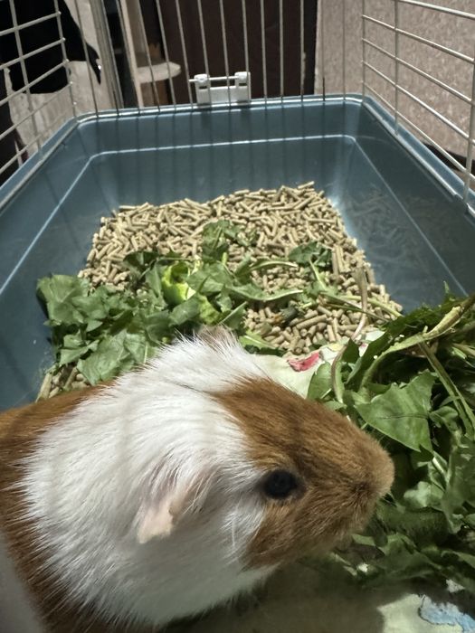 Морская свинка в ответственные руки