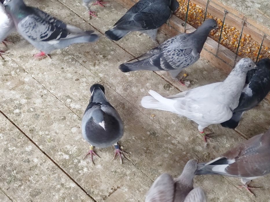 Vând porumbei de anul ăsta și bătrâni sau schimb lot de 30 bucati