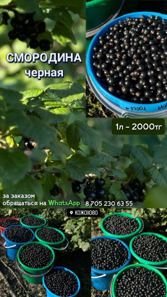 Продам черную смородину