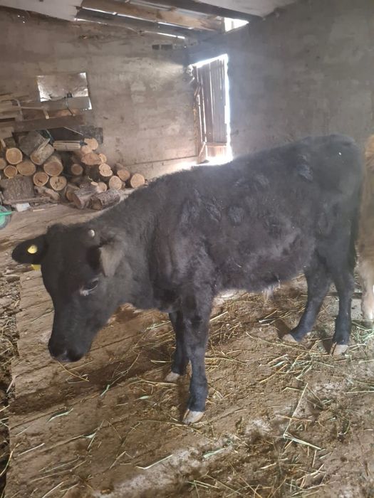 Продается 1 бычок и 1 телка хорошие. Срочно