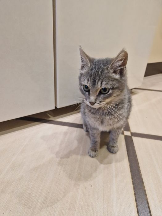 Отдам котят в хорошие руки