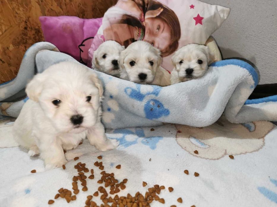 Bichon maltez! Cautam o noua familie!