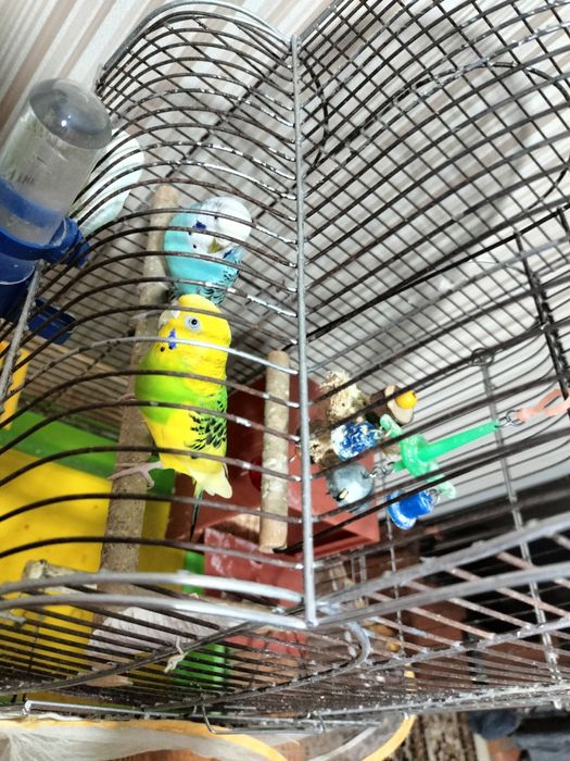 Продам попугаев волнистых