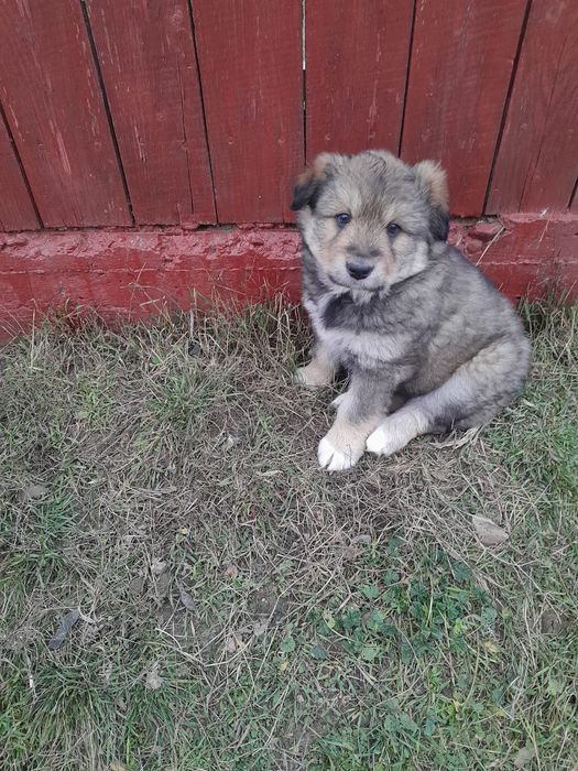 Cățeluși pentru adopție