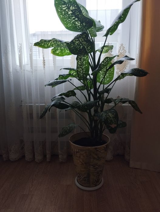 Комнатные цветы! Дифенбахия
