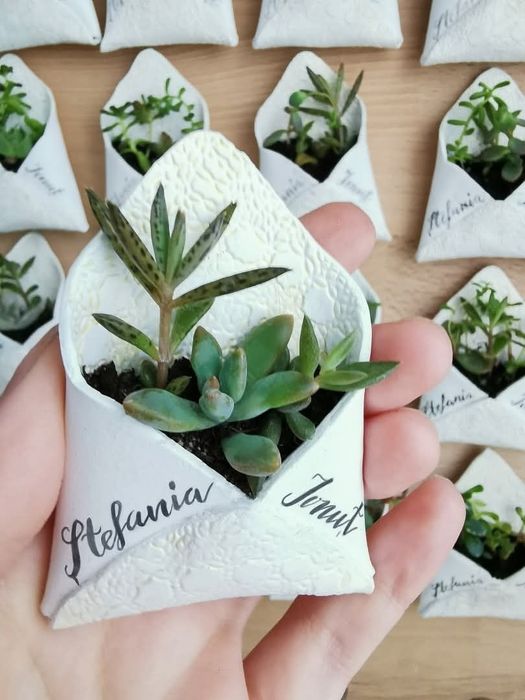 Marturii premium cu plante suculente