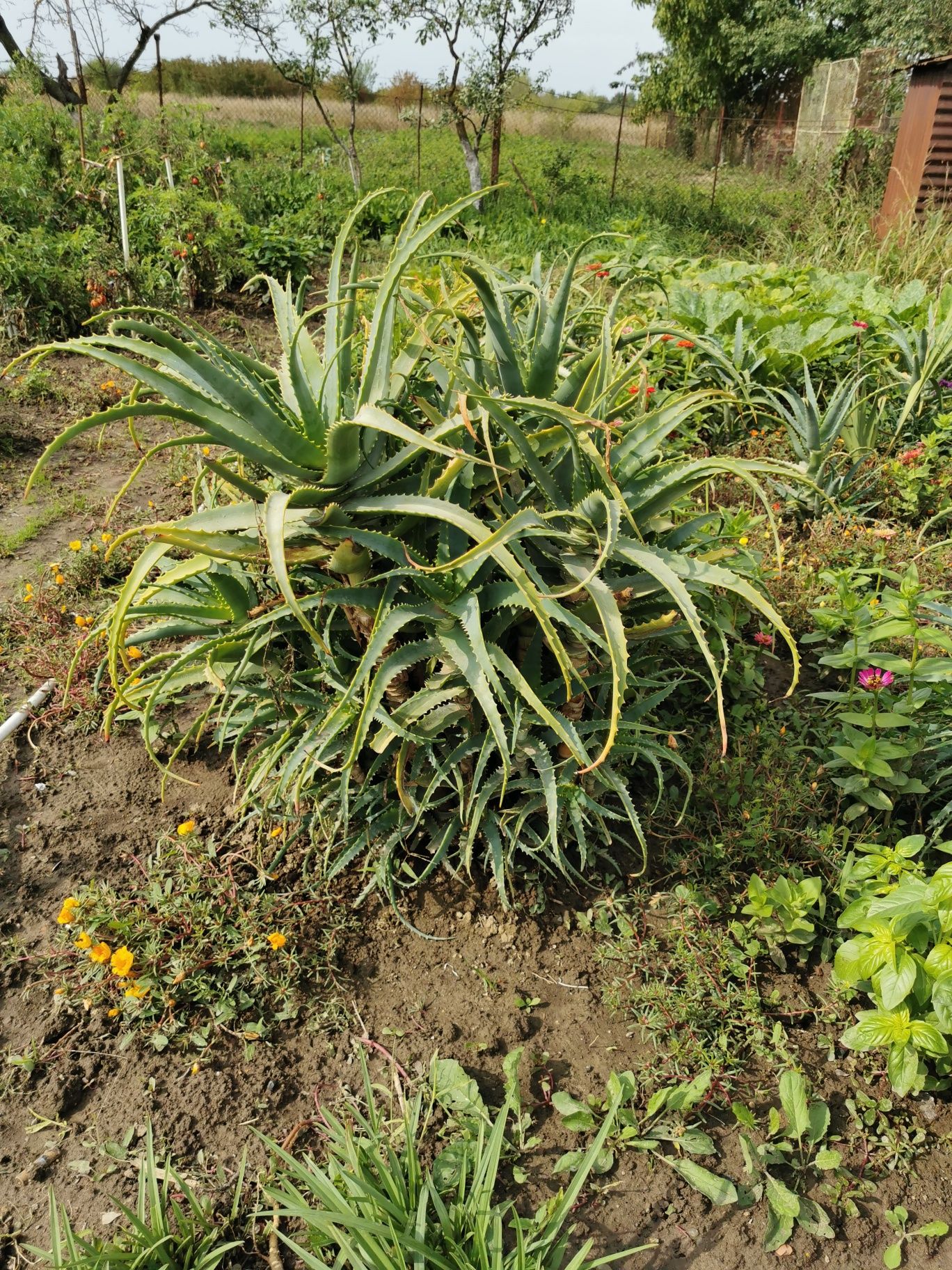 De vânzare plante Aloe Vera