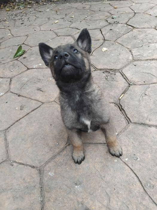 Ciobănesc belgian malinois