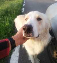 Metis golden are nevoie urgent de adoptiee