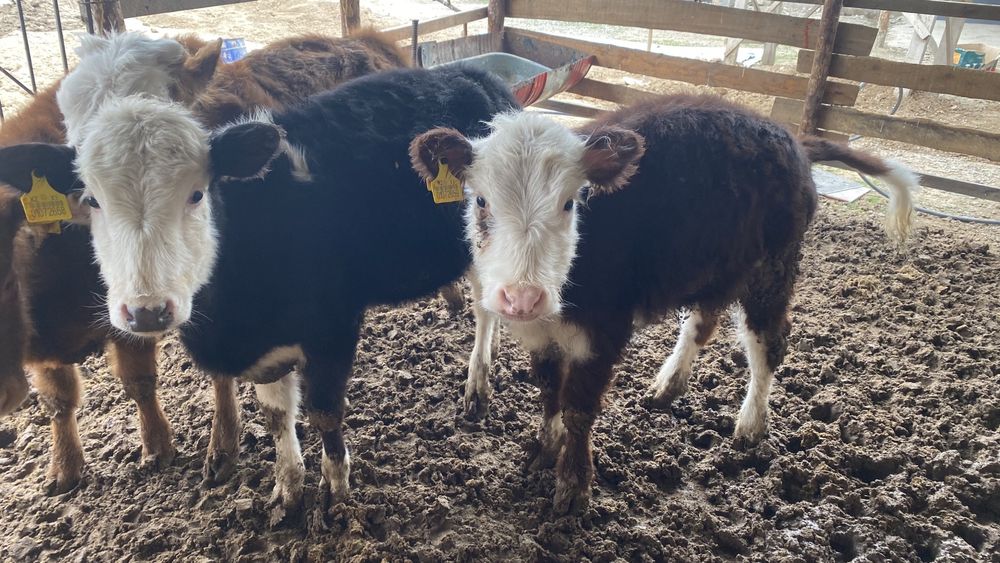 270000т за чтук.