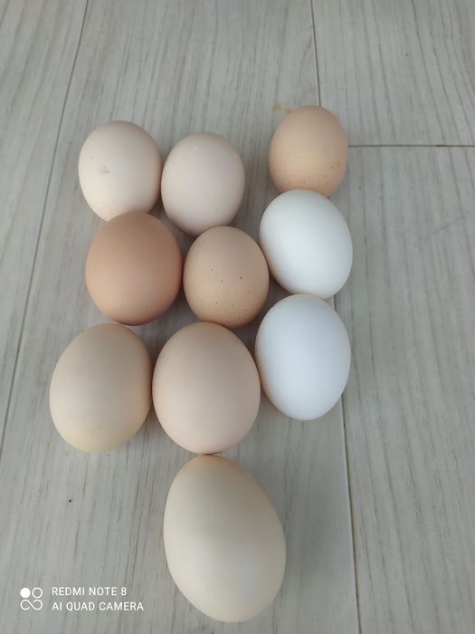Продам домашние яи́ца